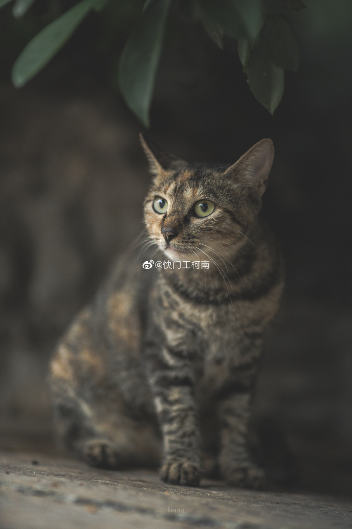 猫图片|宠物猫|猫咪|