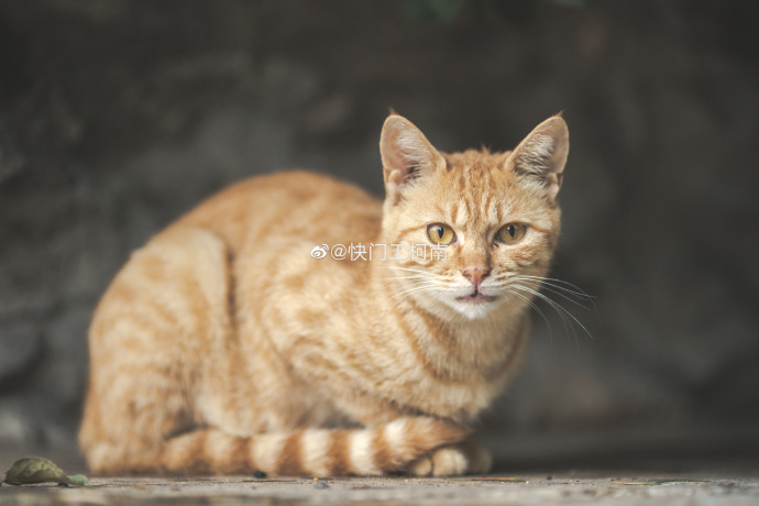 猫图片|宠物猫|猫咪|