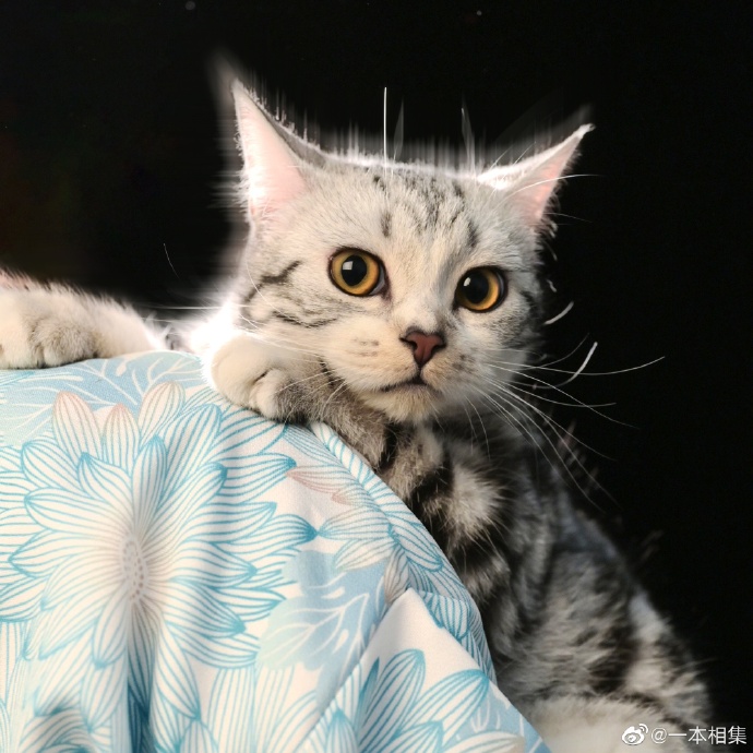 猫图片|宠物猫|猫咪|