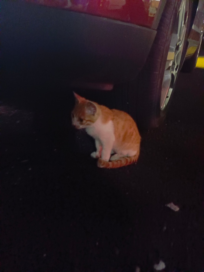 猫图片|宠物猫|猫咪|