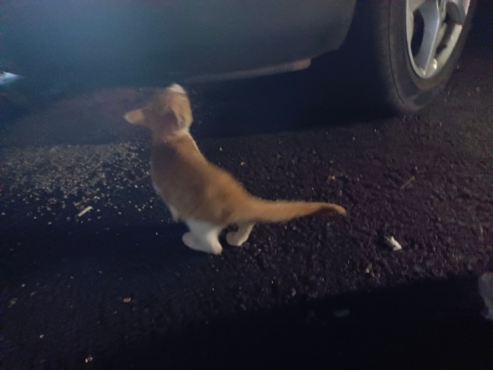 猫图片|宠物猫|猫咪|