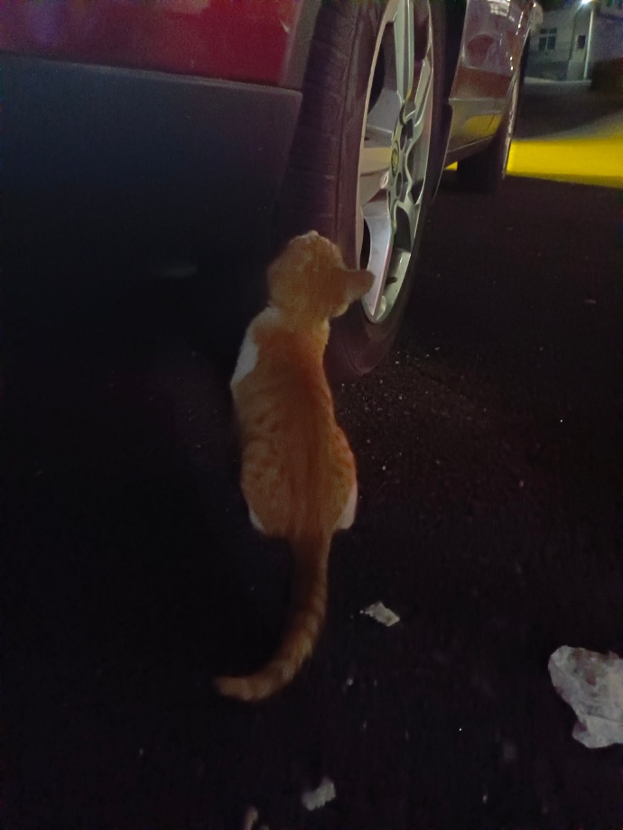 猫图片|宠物猫|猫咪|