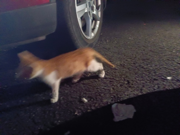 猫图片|宠物猫|猫咪|