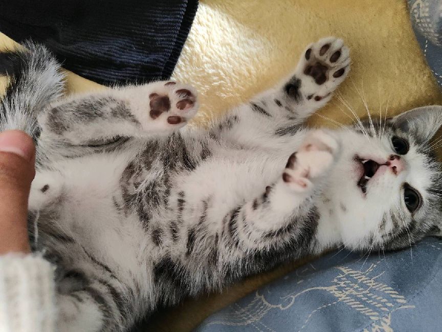 猫图片|宠物猫|猫咪|