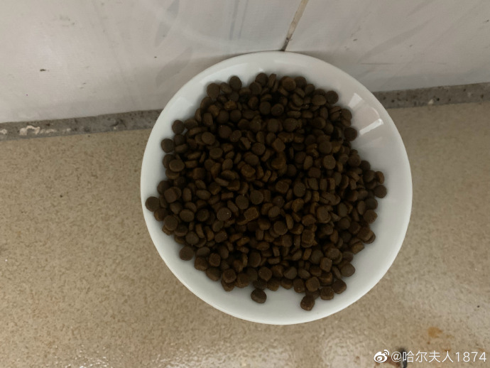 猫图片|宠物猫|猫咪|