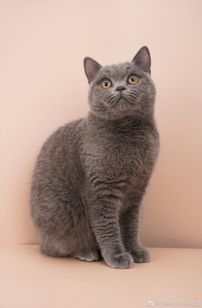 猫图片|宠物猫|猫咪|