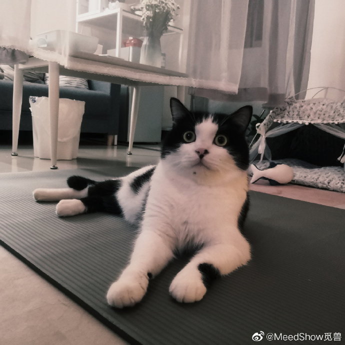 猫图片|宠物猫|猫咪|