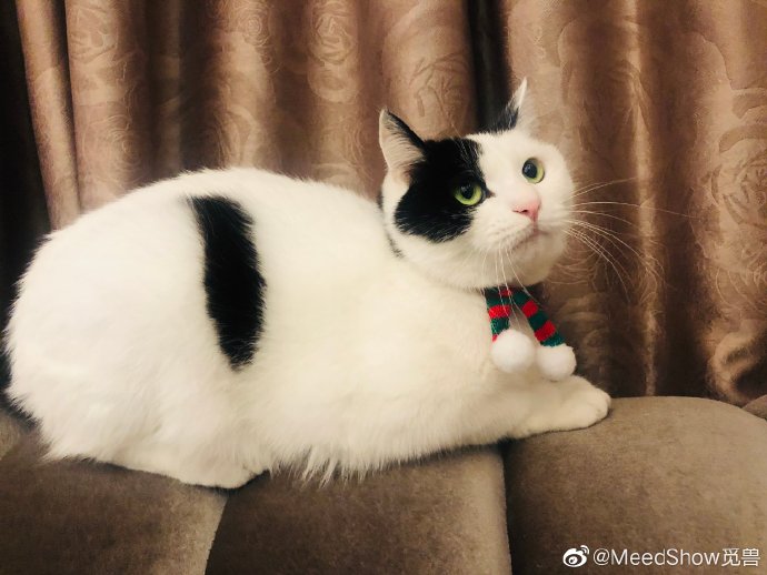 猫图片|宠物猫|猫咪|