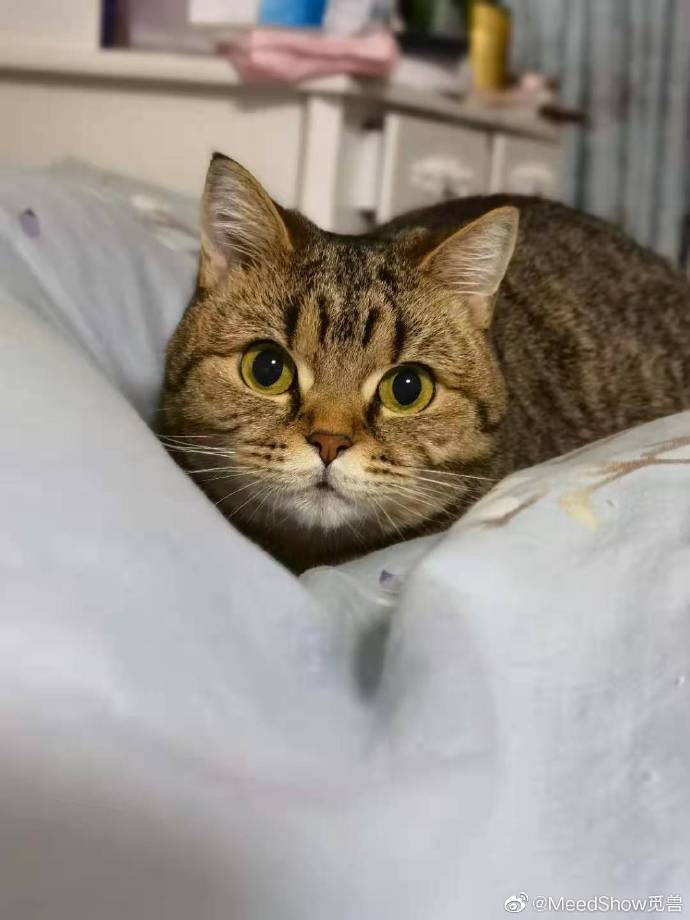 猫图片|宠物猫|猫咪|