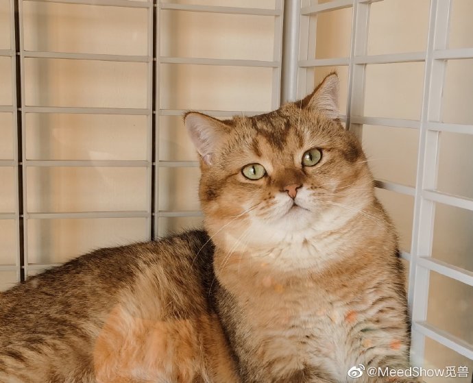 猫图片|宠物猫|猫咪|