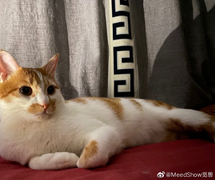 猫图片|宠物猫|猫咪|