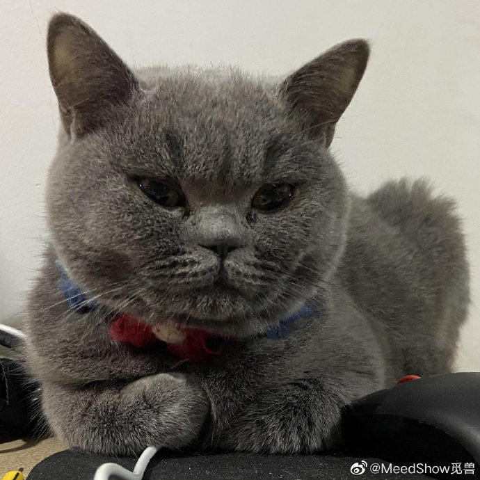 猫图片|宠物猫|猫咪|