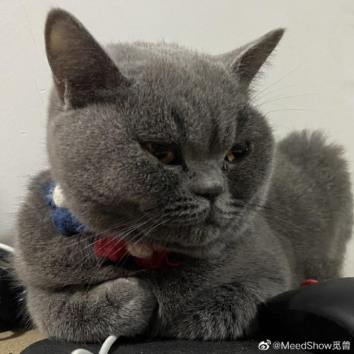 猫图片|宠物猫|猫咪|