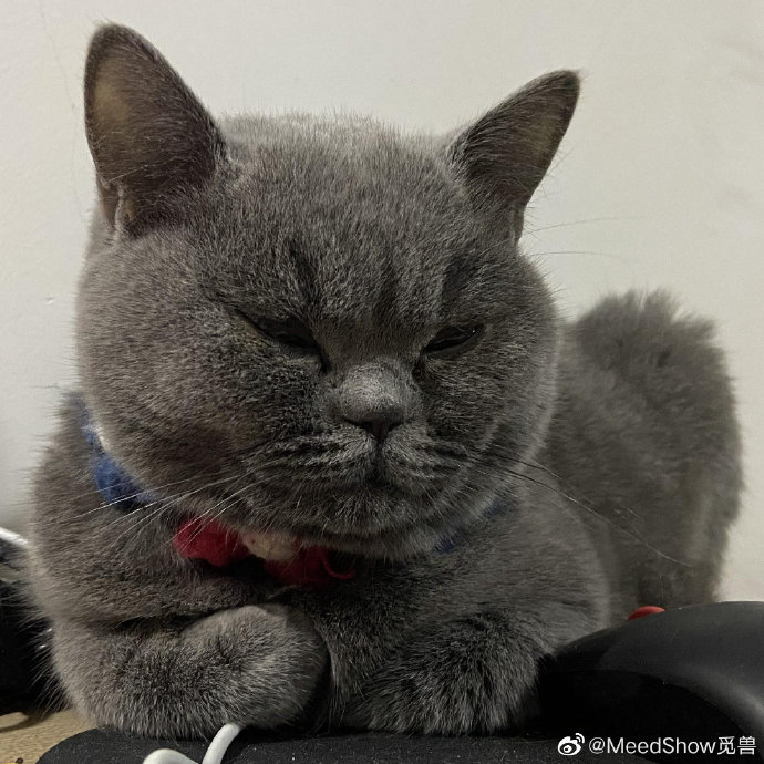 猫图片|宠物猫|猫咪|