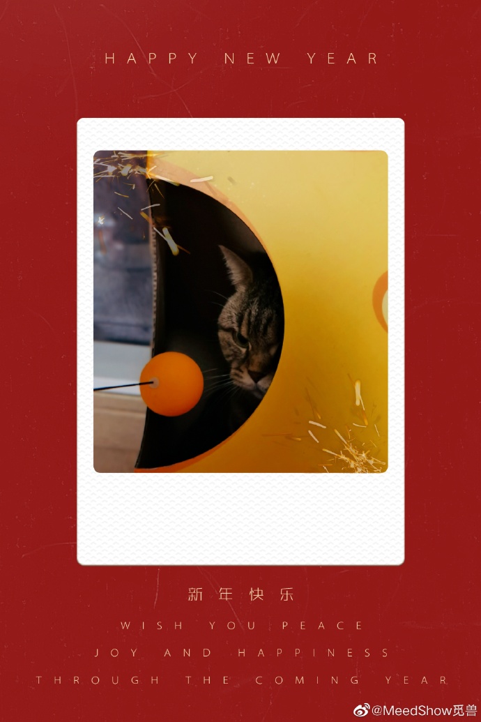 猫图片|宠物猫|猫咪|