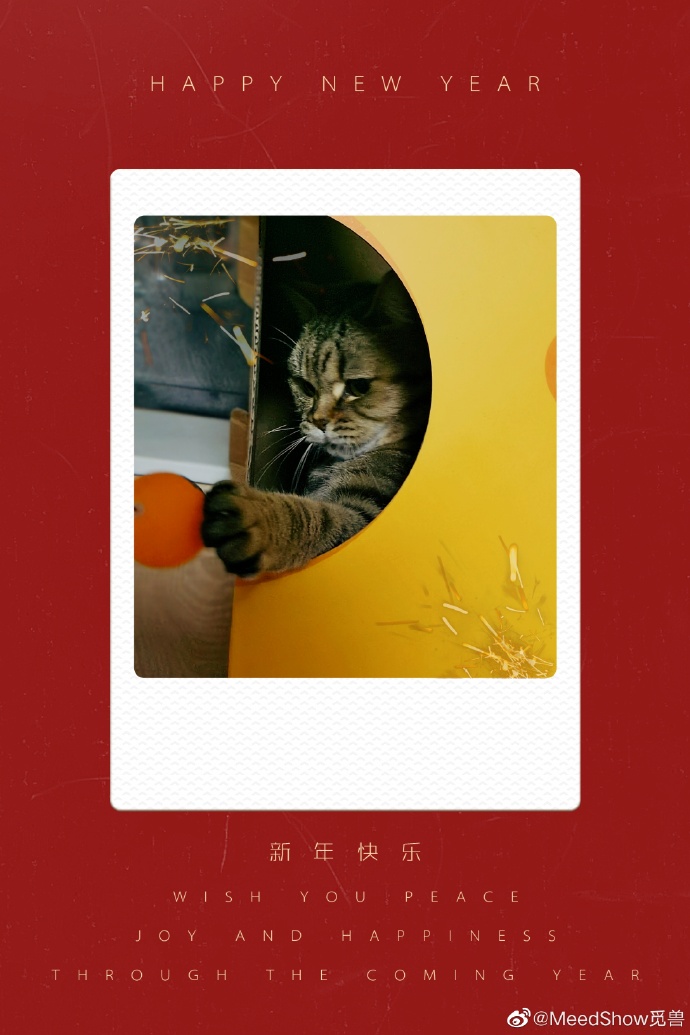 猫图片|宠物猫|猫咪|
