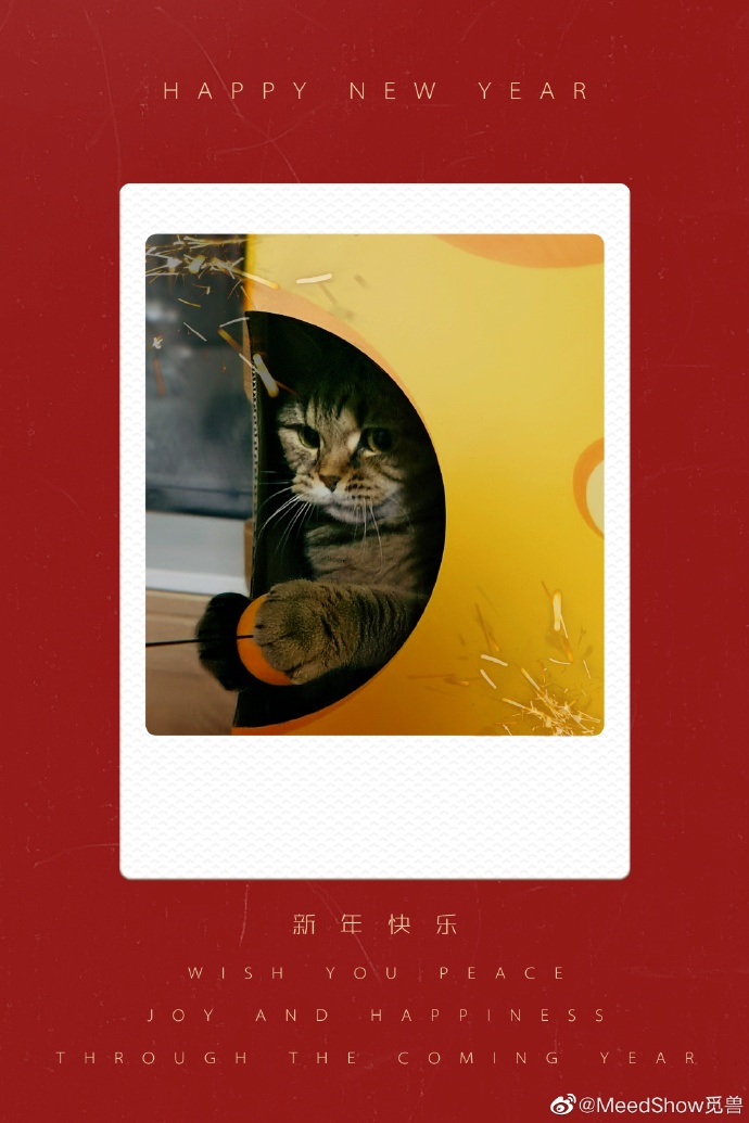 猫图片|宠物猫|猫咪|