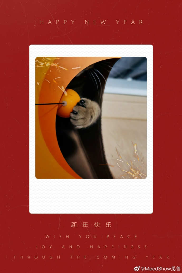 猫图片|宠物猫|猫咪|