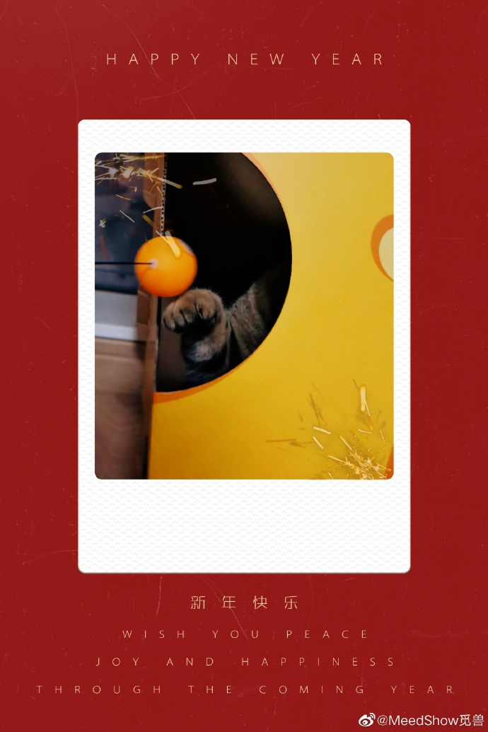 猫图片|宠物猫|猫咪|