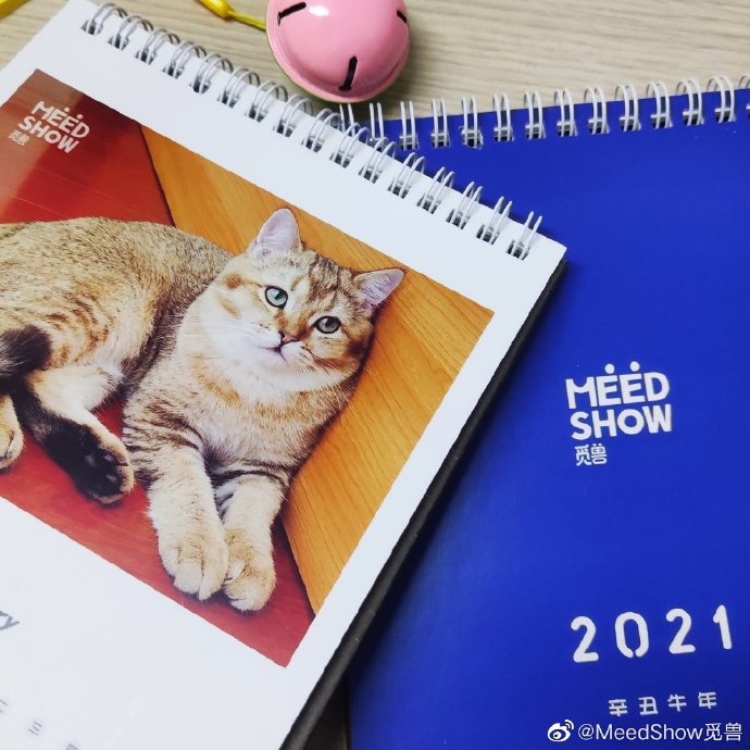 猫图片|宠物猫|猫咪|