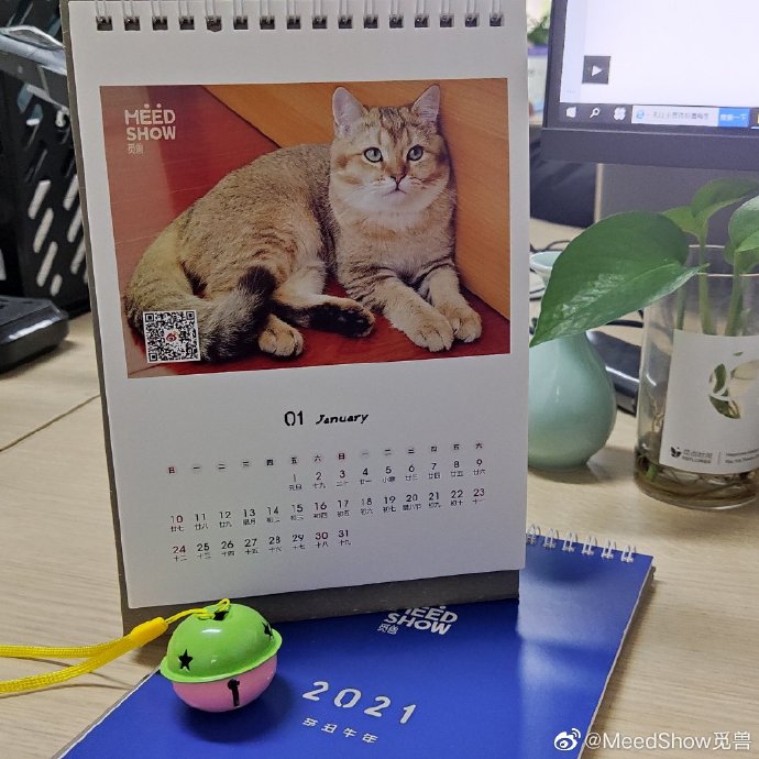 猫图片|宠物猫|猫咪|