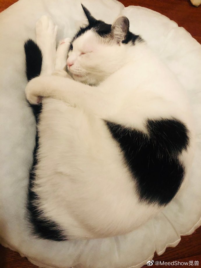 猫图片|宠物猫|猫咪|