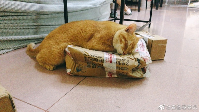 猫图片|宠物猫|猫咪|