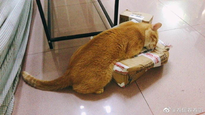 猫图片|宠物猫|猫咪|