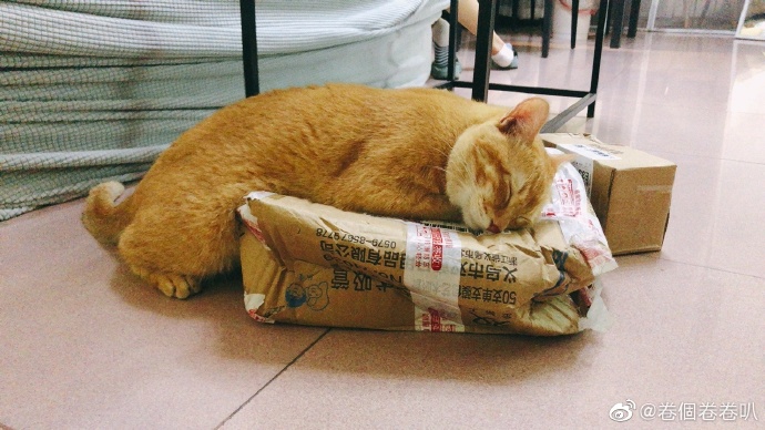 猫图片|宠物猫|猫咪|