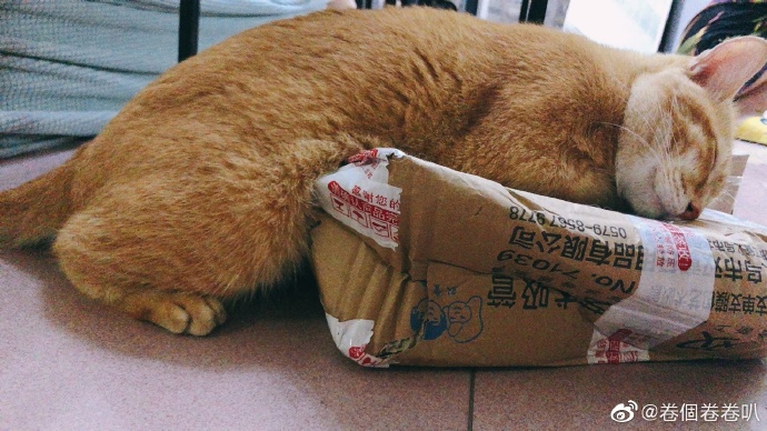 猫图片|宠物猫|猫咪|