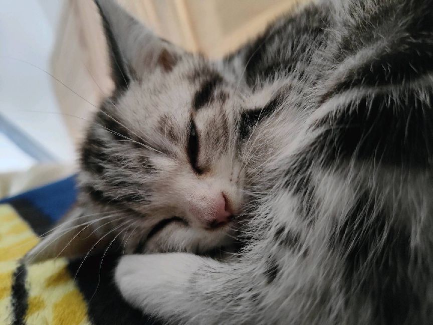 猫图片|宠物猫|猫咪|