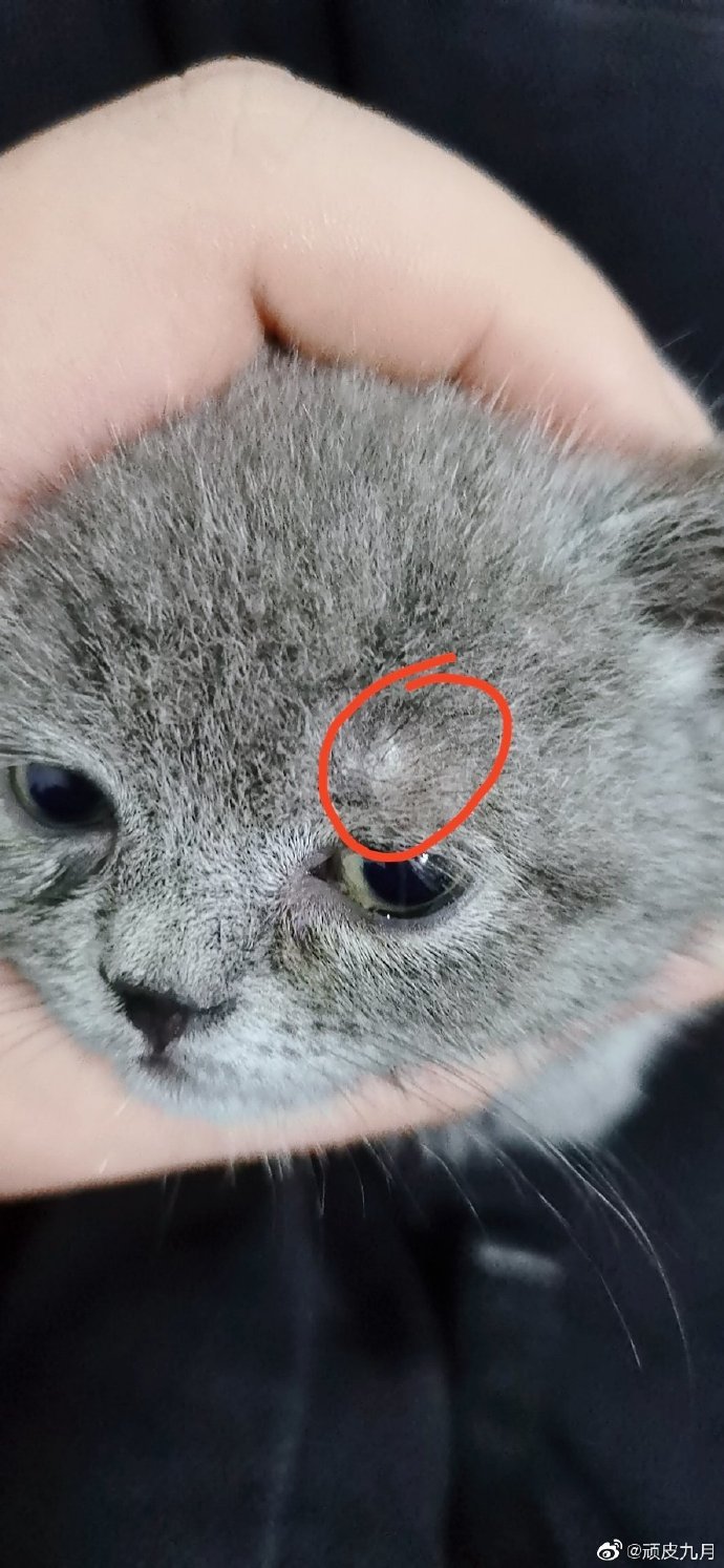 猫图片|宠物猫|猫咪|