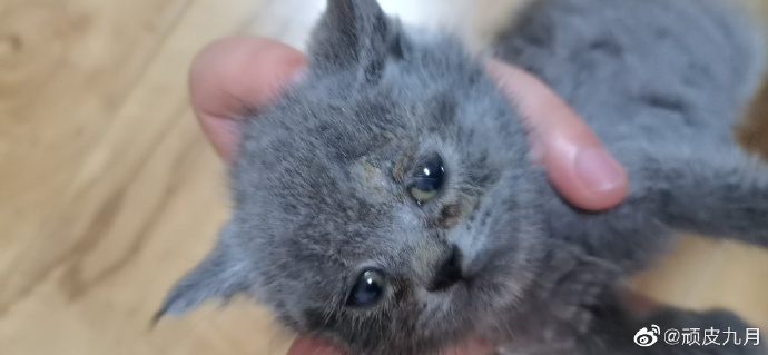 猫图片|宠物猫|猫咪|