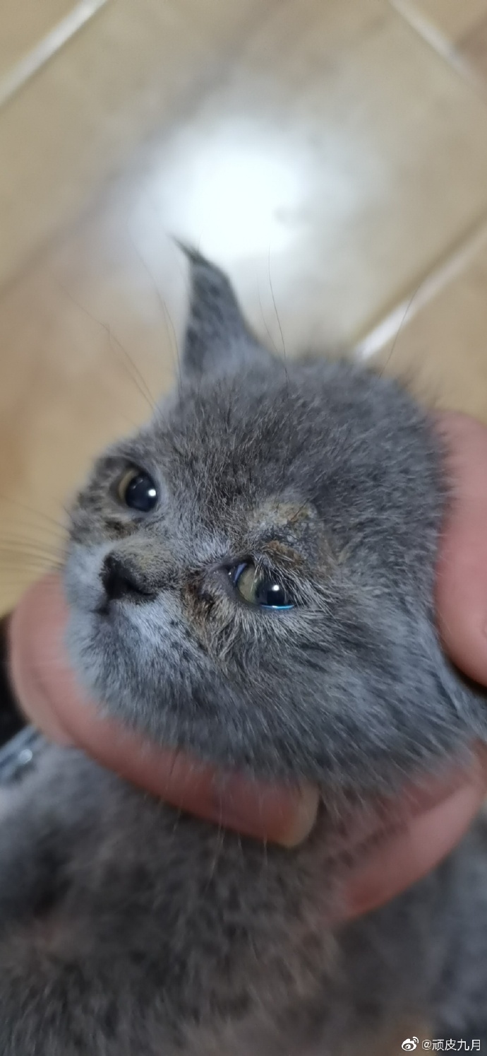 猫图片|宠物猫|猫咪|