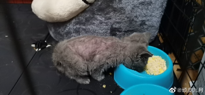 猫图片|宠物猫|猫咪|