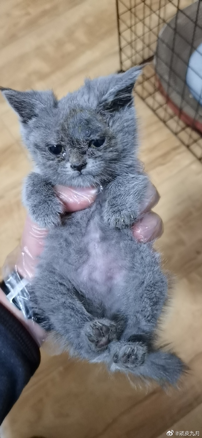 猫图片|宠物猫|猫咪|