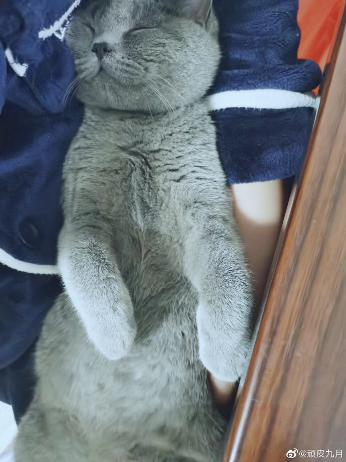 猫图片|宠物猫|猫咪|