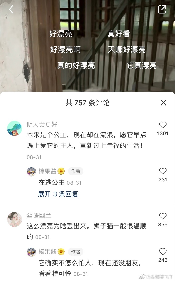 猫图片|宠物猫|猫咪|