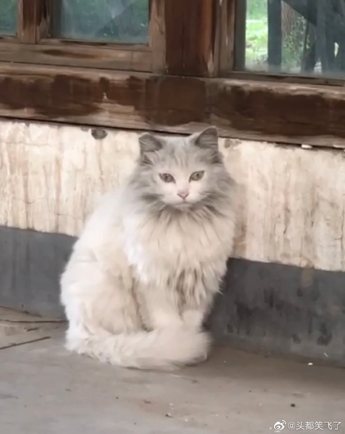 猫图片|宠物猫|猫咪|