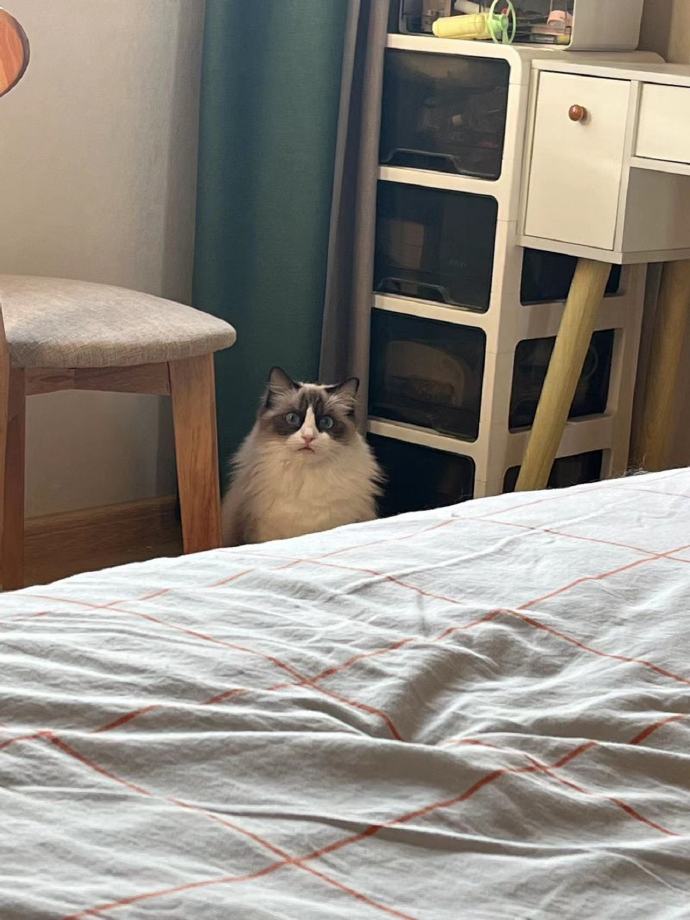 猫图片|宠物猫|猫咪|