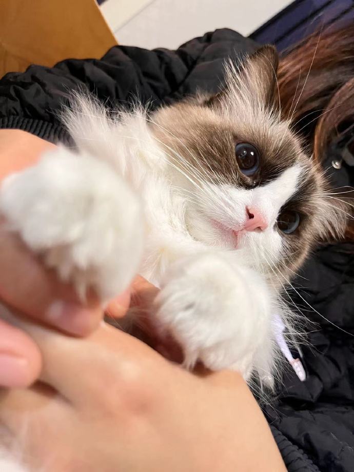 猫图片|宠物猫|猫咪|