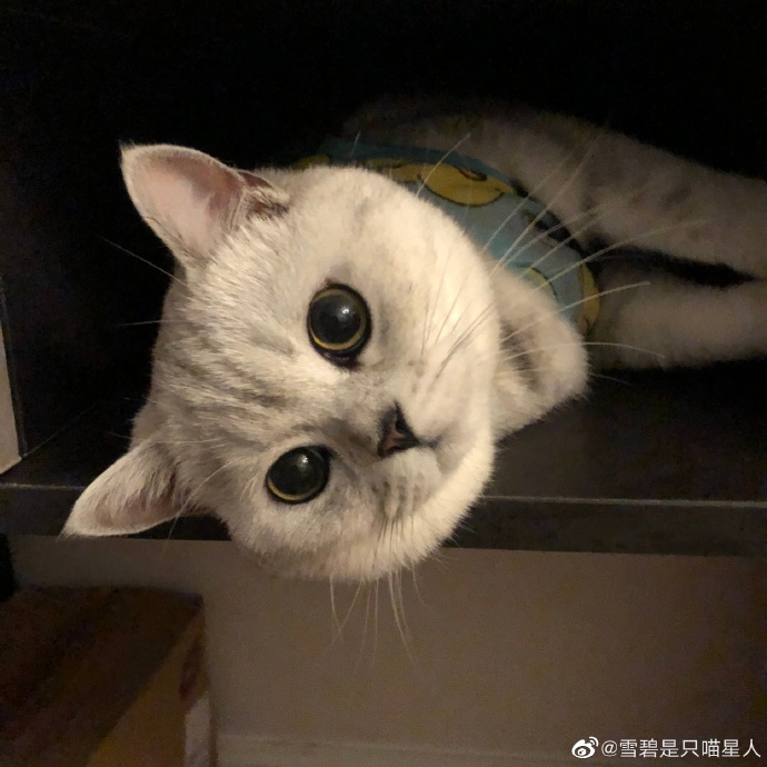 猫图片|宠物猫|猫咪|