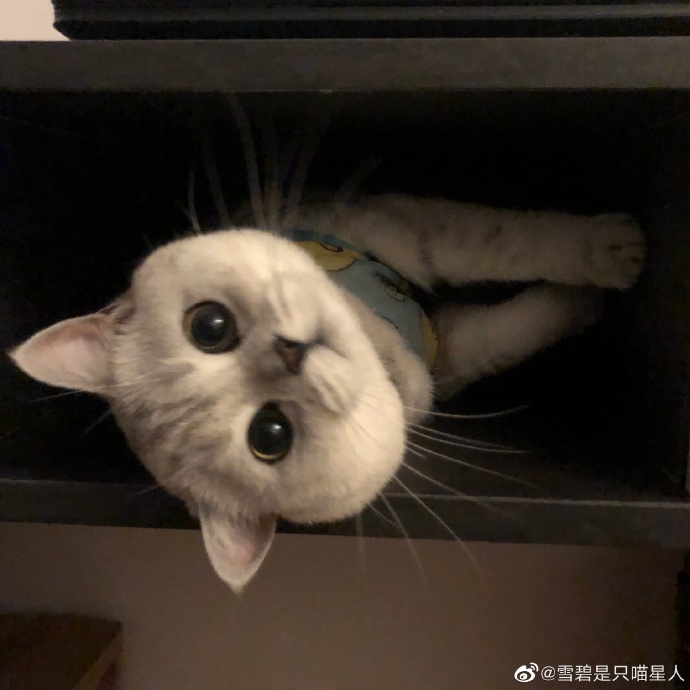 猫图片|宠物猫|猫咪|