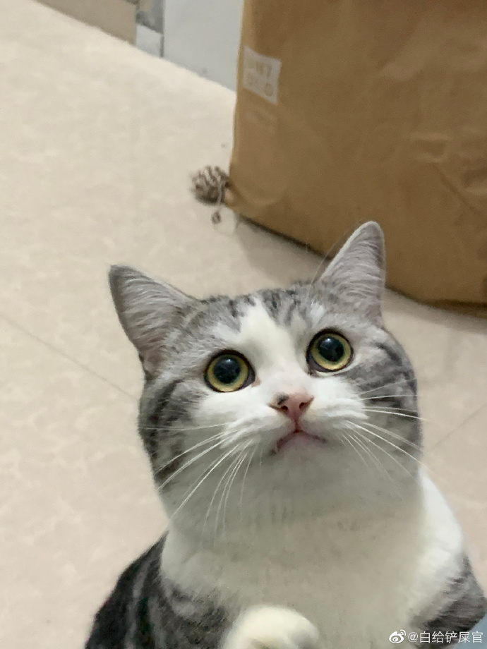 猫图片|宠物猫|猫咪|