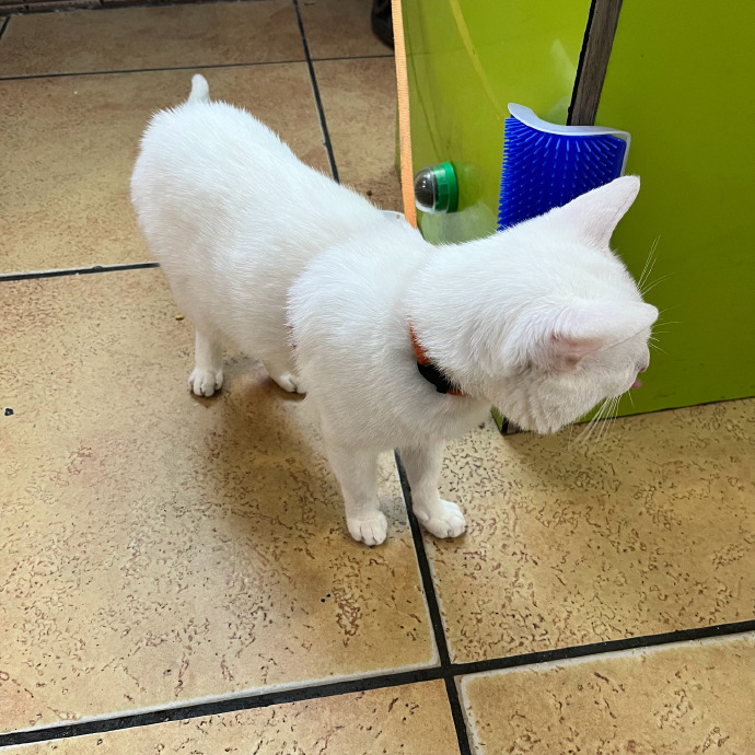 猫图片|宠物猫|猫咪|