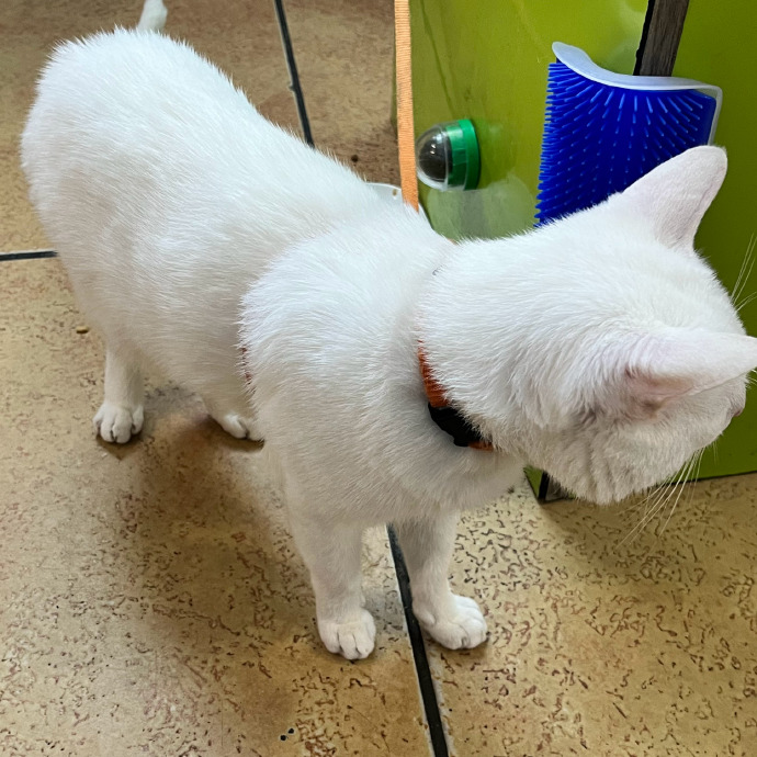 猫图片|宠物猫|猫咪|