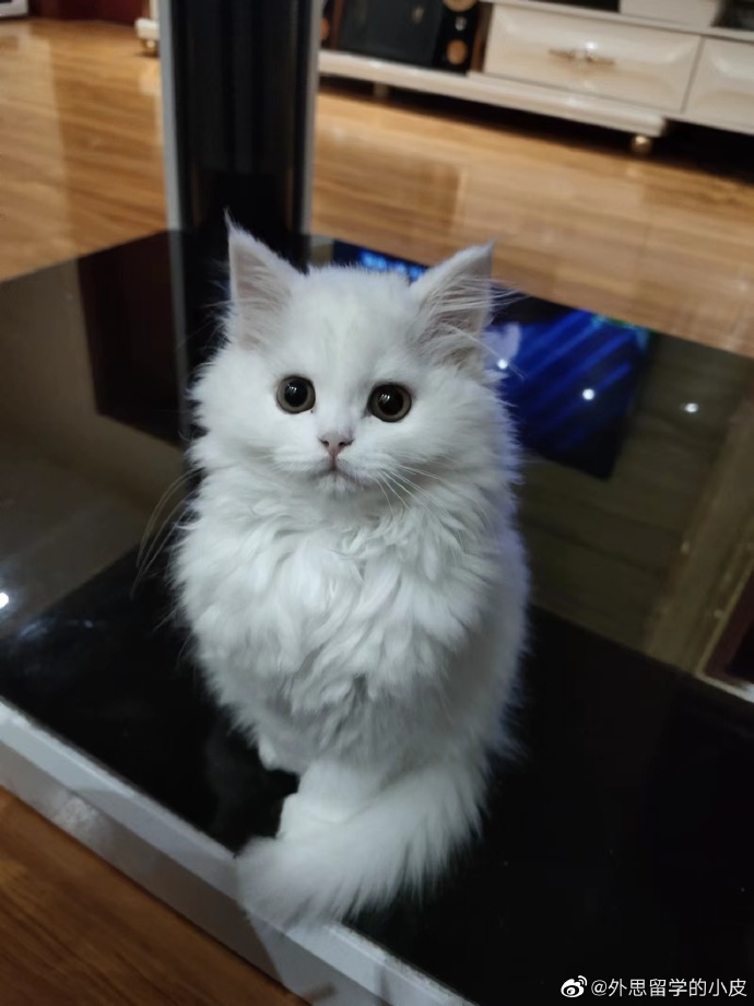 猫图片|宠物猫|猫咪|