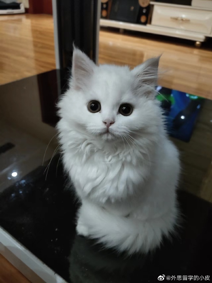 猫图片|宠物猫|猫咪|