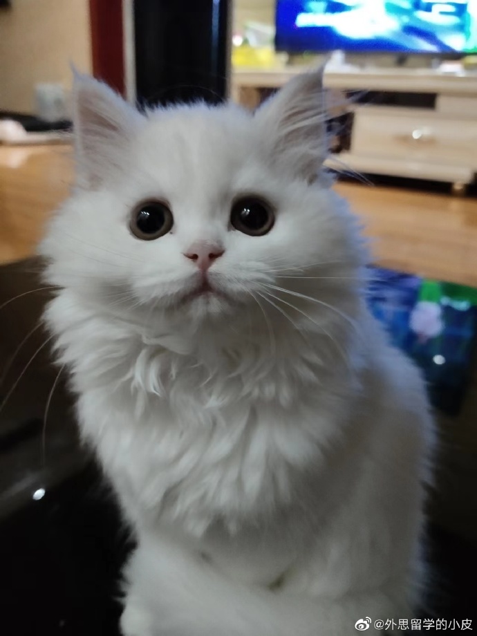 猫图片|宠物猫|猫咪|