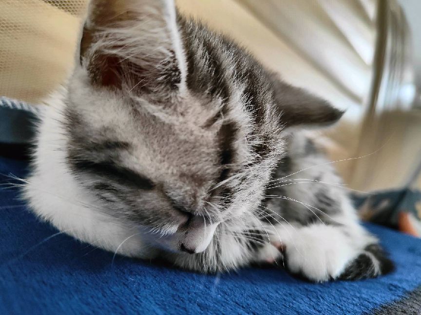 猫图片|宠物猫|猫咪|